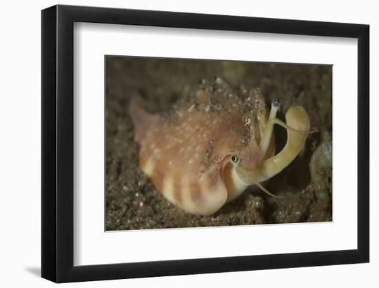 Close-Up View of a Vomer Conch with Eye Stalks and Mouth Extended-Stocktrek Images-Framed Photographic Print