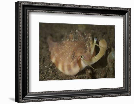 Close-Up View of a Vomer Conch with Eye Stalks and Mouth Extended-Stocktrek Images-Framed Photographic Print