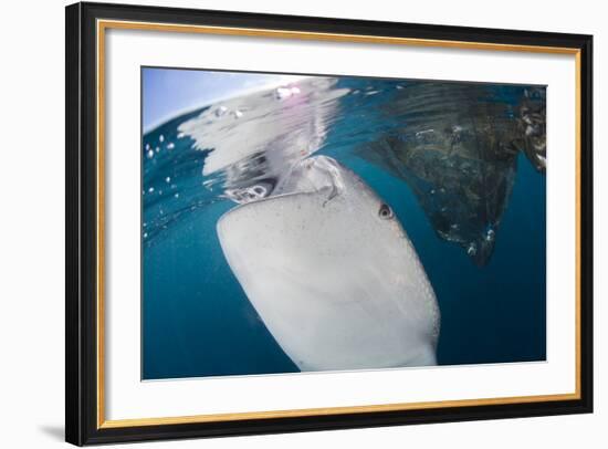 Close-Up View of a Whale Shark Breaching the Surface-Stocktrek Images-Framed Photographic Print