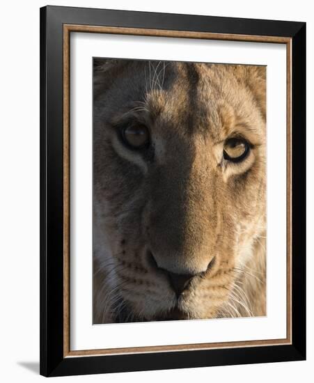 Close up view of a young lion (Panthera leo), Botswana, Africa-Sergio Pitamitz-Framed Photographic Print