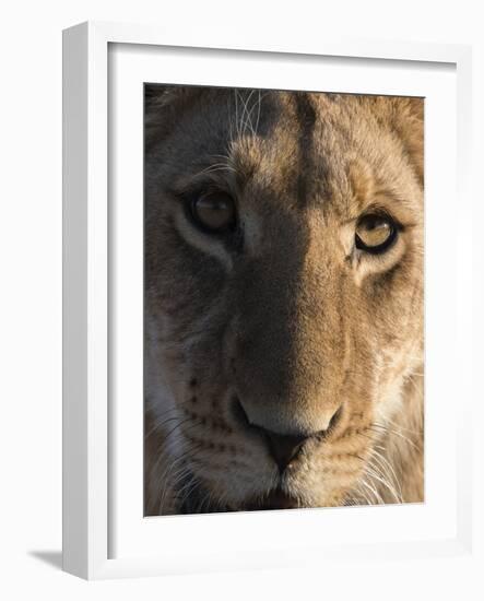 Close up view of a young lion (Panthera leo), Botswana, Africa-Sergio Pitamitz-Framed Photographic Print