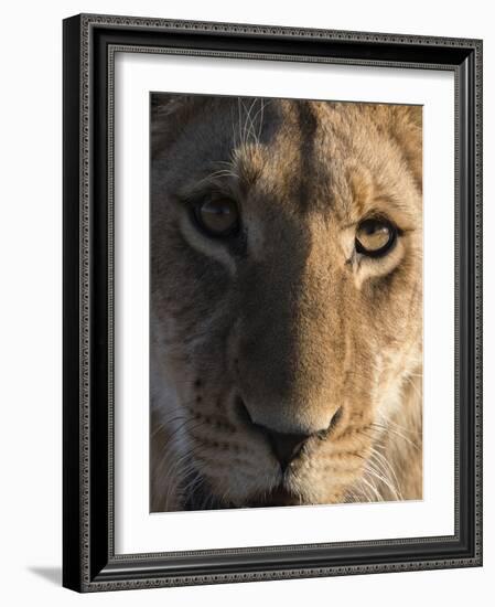 Close up view of a young lion (Panthera leo), Botswana, Africa-Sergio Pitamitz-Framed Photographic Print