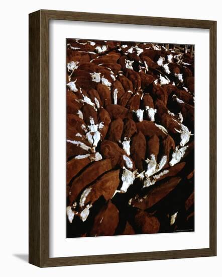 Close Up View of Cattle Drive at Trinchera Ranch-Loomis Dean-Framed Photographic Print