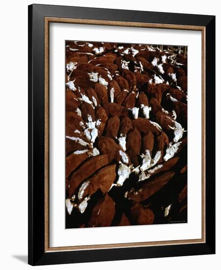 Close Up View of Cattle Drive at Trinchera Ranch-Loomis Dean-Framed Photographic Print