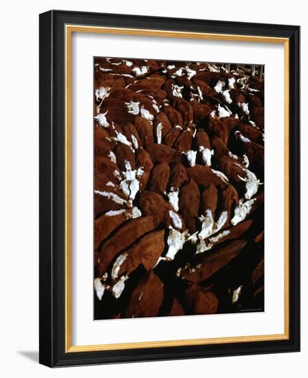 Close Up View of Cattle Drive at Trinchera Ranch-Loomis Dean-Framed Photographic Print