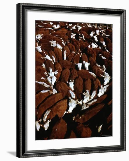 Close Up View of Cattle Drive at Trinchera Ranch-Loomis Dean-Framed Photographic Print