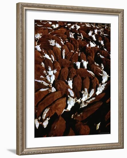 Close Up View of Cattle Drive at Trinchera Ranch-Loomis Dean-Framed Photographic Print