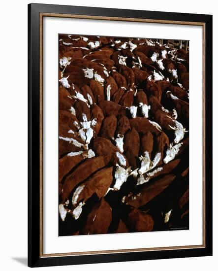 Close Up View of Cattle Drive at Trinchera Ranch-Loomis Dean-Framed Photographic Print