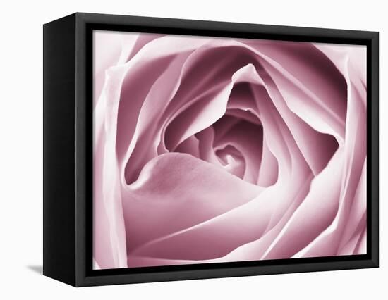 Close-up View of Pink Rose-Clive Nichols-Framed Premier Image Canvas