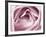 Close-up View of Pink Rose-Clive Nichols-Framed Photographic Print