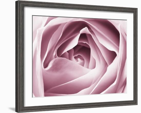 Close-up View of Pink Rose-Clive Nichols-Framed Photographic Print