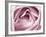 Close-up View of Pink Rose-Clive Nichols-Framed Photographic Print