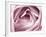 Close-up View of Pink Rose-Clive Nichols-Framed Photographic Print