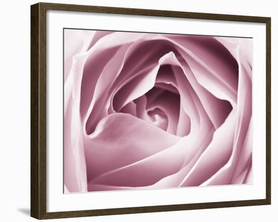 Close-up View of Pink Rose-Clive Nichols-Framed Photographic Print