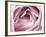 Close-up View of Pink Rose-Clive Nichols-Framed Photographic Print