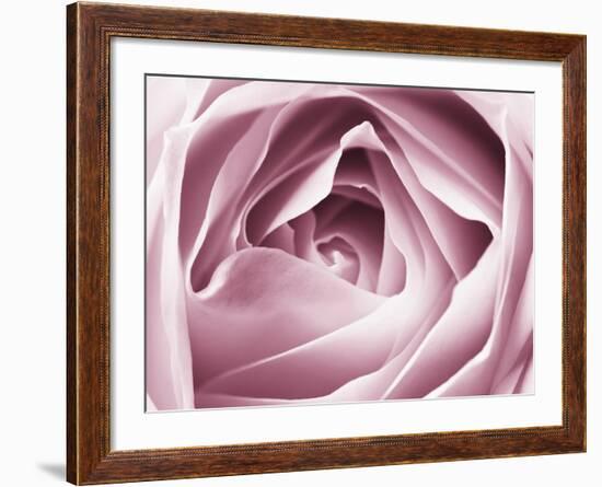 Close-up View of Pink Rose-Clive Nichols-Framed Photographic Print