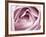 Close-up View of Pink Rose-Clive Nichols-Framed Photographic Print