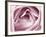 Close-up View of Pink Rose-Clive Nichols-Framed Photographic Print