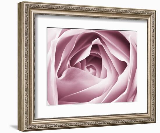 Close-up View of Pink Rose-Clive Nichols-Framed Photographic Print