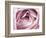 Close-up View of Pink Rose-Clive Nichols-Framed Photographic Print