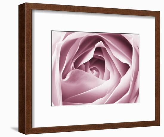 Close-up View of Pink Rose-Clive Nichols-Framed Photographic Print