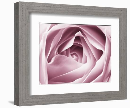 Close-up View of Pink Rose-Clive Nichols-Framed Photographic Print