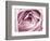 Close-up View of Pink Rose-Clive Nichols-Framed Photographic Print