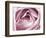 Close-up View of Pink Rose-Clive Nichols-Framed Photographic Print