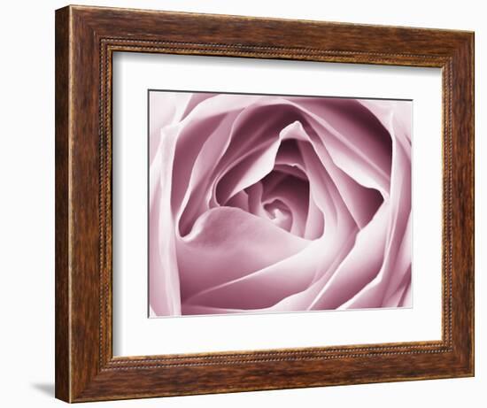 Close-up View of Pink Rose-Clive Nichols-Framed Photographic Print