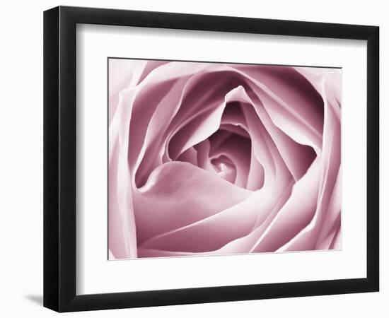 Close-up View of Pink Rose-Clive Nichols-Framed Photographic Print