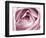 Close-up View of Pink Rose-Clive Nichols-Framed Photographic Print