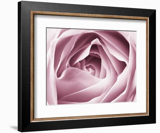 Close-up View of Pink Rose-Clive Nichols-Framed Photographic Print