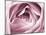 Close-up View of Pink Rose-Clive Nichols-Mounted Photographic Print