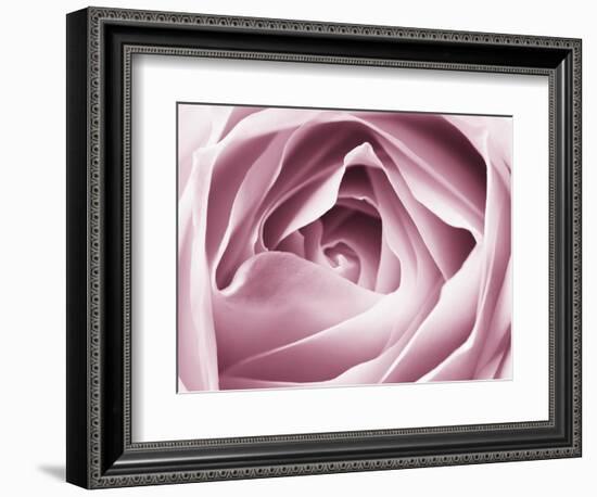 Close-up View of Pink Rose-Clive Nichols-Framed Photographic Print