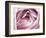 Close-up View of Pink Rose-Clive Nichols-Framed Photographic Print