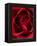 Close-up View of Red Rose-Clive Nichols-Framed Premier Image Canvas