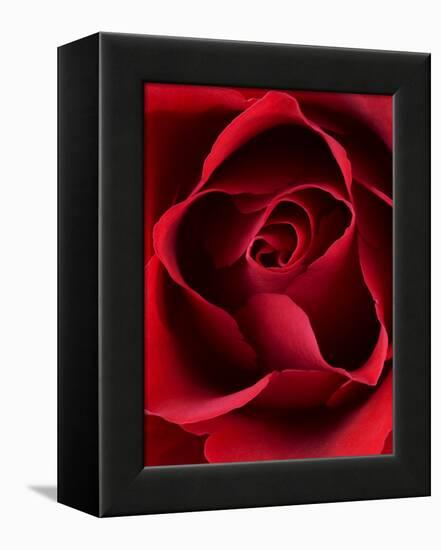 Close-up View of Red Rose-Clive Nichols-Framed Premier Image Canvas