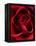 Close-up View of Red Rose-Clive Nichols-Framed Premier Image Canvas