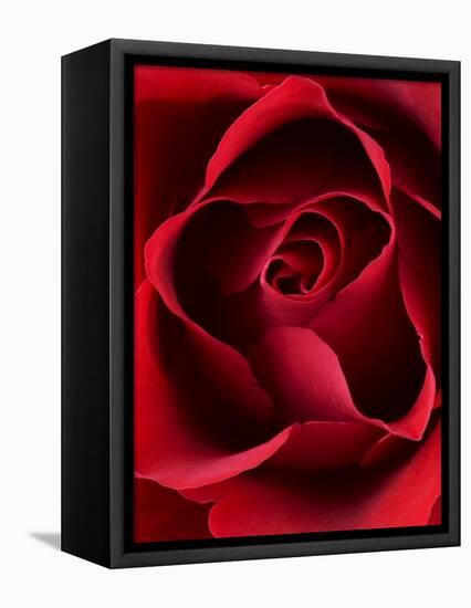 Close-up View of Red Rose-Clive Nichols-Framed Premier Image Canvas