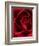 Close-up View of Red Rose-Clive Nichols-Framed Photographic Print