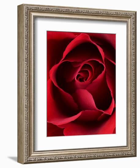 Close-up View of Red Rose-Clive Nichols-Framed Photographic Print