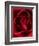 Close-up View of Red Rose-Clive Nichols-Framed Photographic Print