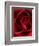 Close-up View of Red Rose-Clive Nichols-Framed Photographic Print