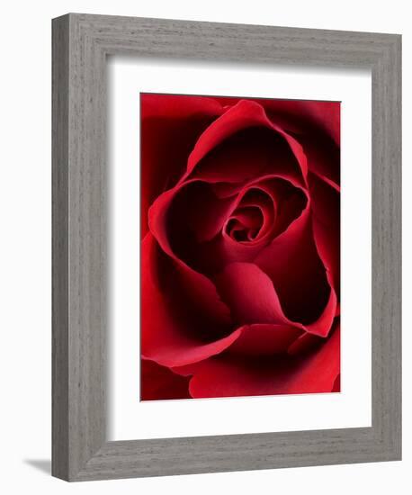 Close-up View of Red Rose-Clive Nichols-Framed Photographic Print