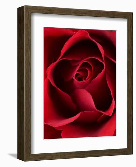 Close-up View of Red Rose-Clive Nichols-Framed Photographic Print