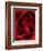 Close-up View of Red Rose-Clive Nichols-Framed Photographic Print