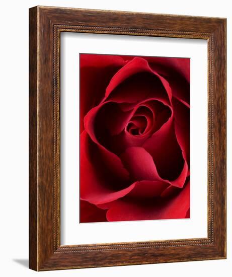 Close-up View of Red Rose-Clive Nichols-Framed Photographic Print