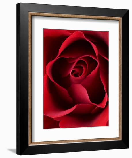 Close-up View of Red Rose-Clive Nichols-Framed Photographic Print