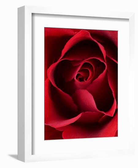 Close-up View of Red Rose-Clive Nichols-Framed Photographic Print