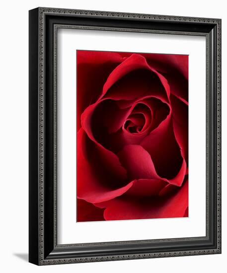 Close-up View of Red Rose-Clive Nichols-Framed Photographic Print